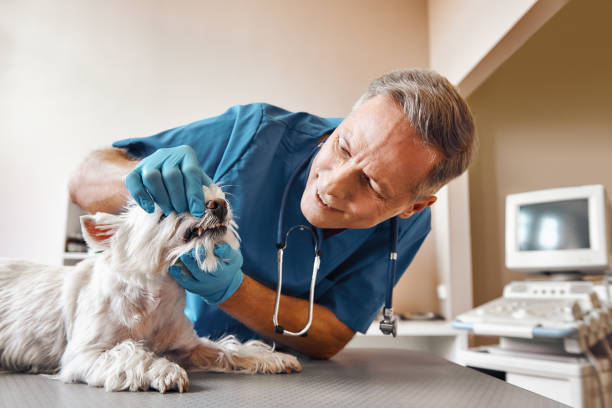 Best Same-Day Emergency Dental Services in Crossville, AL